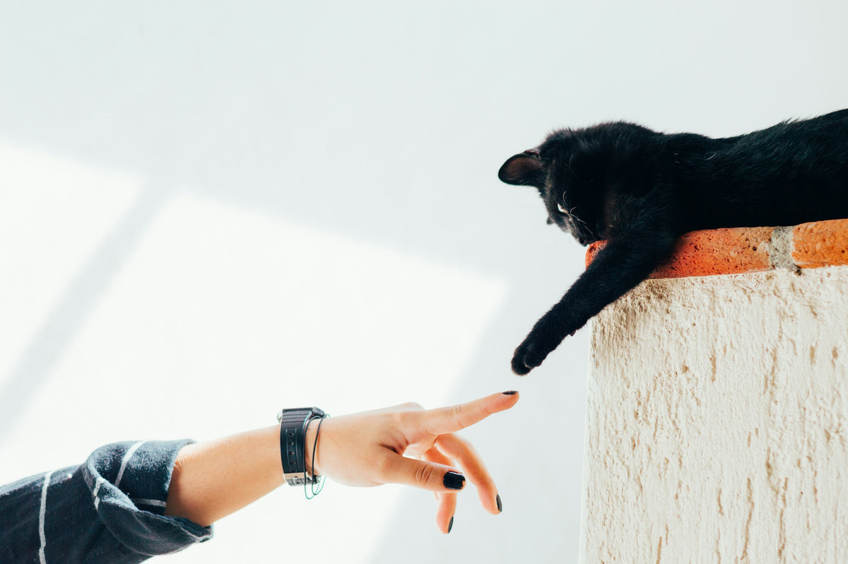 Woman gently touching paws with her cat at home